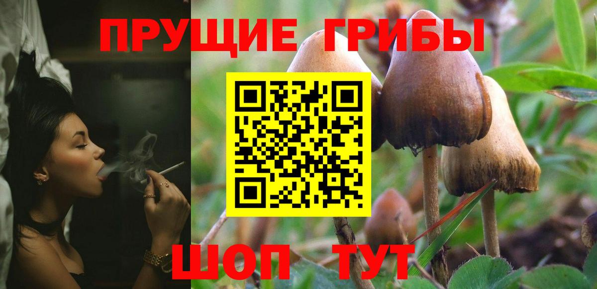 Псилоцибиновые грибы Psilocybine cubensis Кунгур